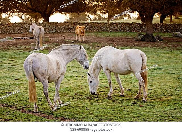 Horses. Valle de los Pedroches. Pozoblanco, Cordoba, Andalusie, Spain