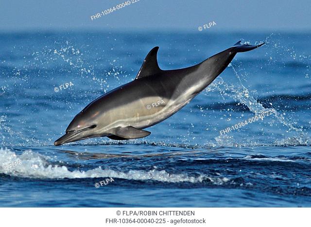 Short-beaked Common Dolphin Delphinus delphis adult, leaping from sea, Algarve, Portugal, october