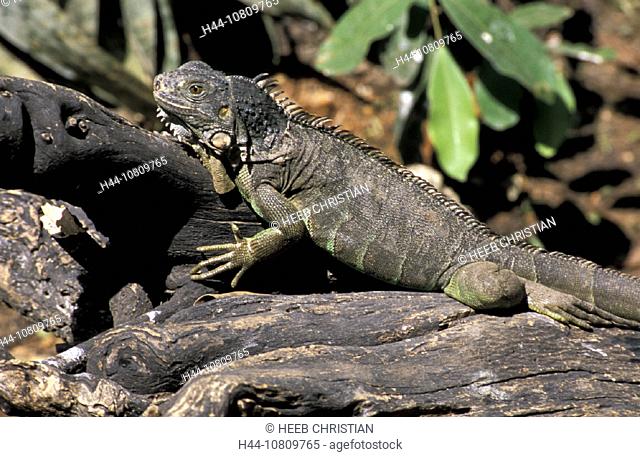 Chiapas, Tuxtla Gutierrez, Iguana iguana, Mexico, Central America, America, lizard