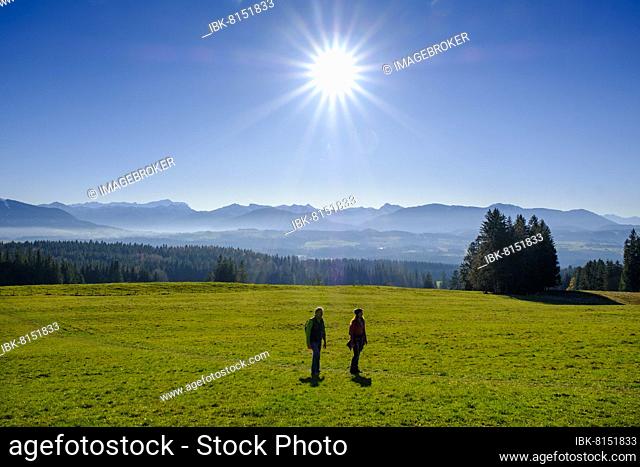 Hiker on the Panorama Trail, at Sonnenbichel, Schönberg, near Rottenbuch, Pfaffenwinkel, Upper Bavaria, Bavaria, Germany, Europe