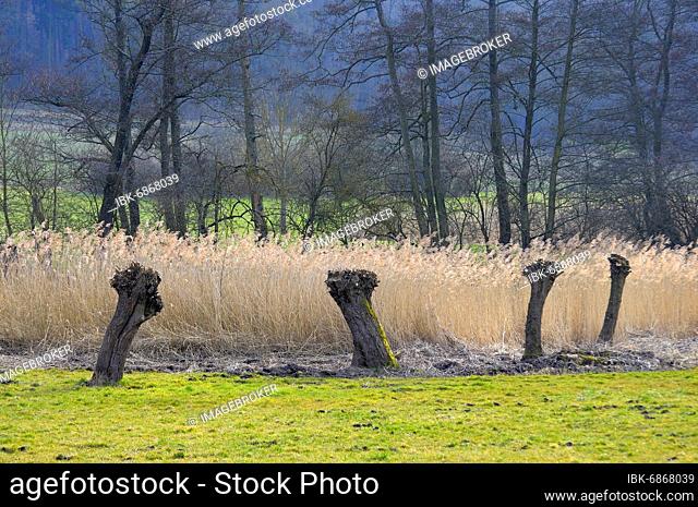 Maulbronn Aalkistensee, Unterefflinger See, tree stump by the lake, nature reserve