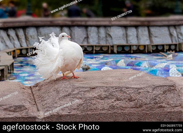 A large white peacock dove with a fluffy wavy tail stands on a stone parapet. City bird, purebred wedding dove, close-up