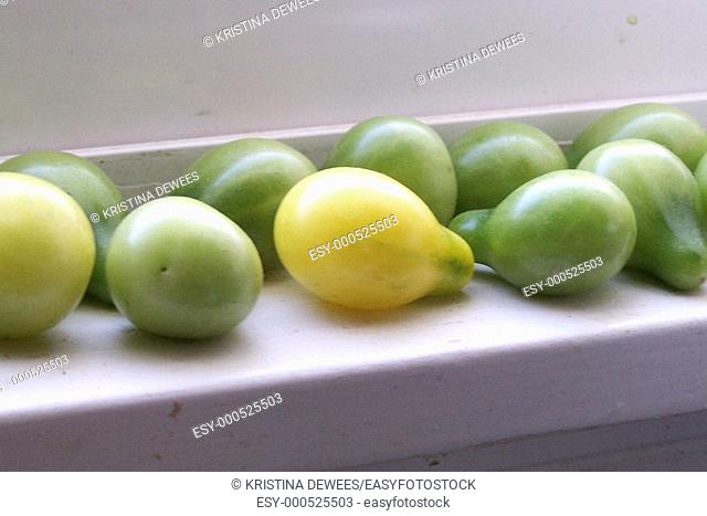Some yellow pear tomatoes ripening in the sun on a white windowledge