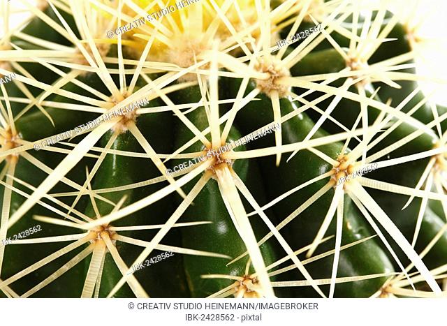 Golden Barrel Cactus, Mother-in-Law's Cushion (Echinocactus grusonii)
