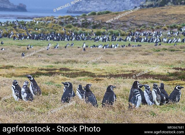 UK, Falkland Islands, Magellanic penguin (Spheniscus magellanicus) colony on Carcass Island