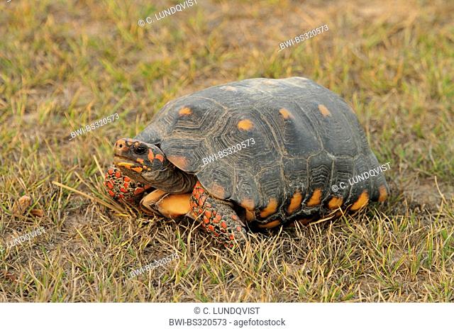 Red-footed tortoise, South American red-footed tortoise, Coal tortoise (Geochelone carbonaria, Testudo carbonaria, Chelonoidis carbonaria), in evening light