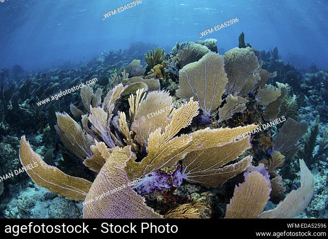 Caribbean Coral Reef with Venus Sea Fan, Gorgonia ventalina, Turneffe Atoll, Caribbean, Belize
