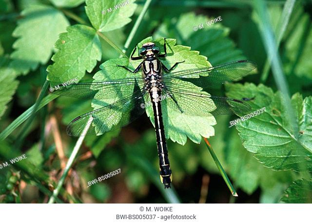 club-tailed dragonfly (Gomphus vulgatissimus), Sweden, Gaevle