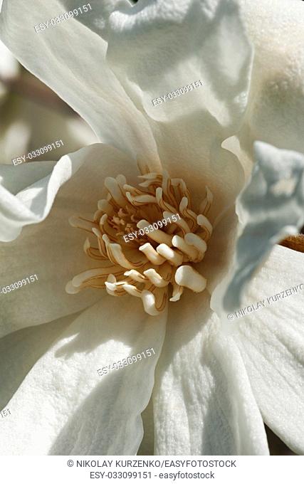 Spring snow hybrid magnolia flower (Magnolia x loebneri Spring Snow)