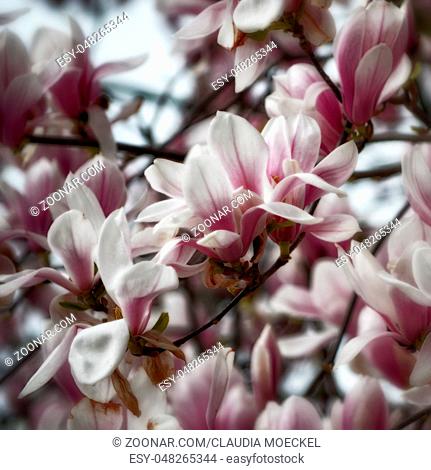 Zweig eines blühenden Tulpenmagnolienbaums