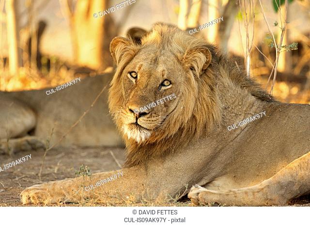 Portrait of curious male lion (panthera leo), Mana Pools National Park, Zimbabwe