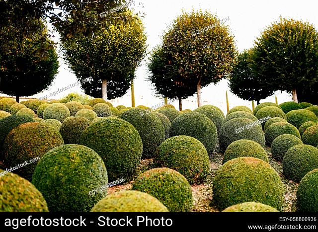 Landscaped garden with boxwood balls near in France. Green spheres. High quality photo