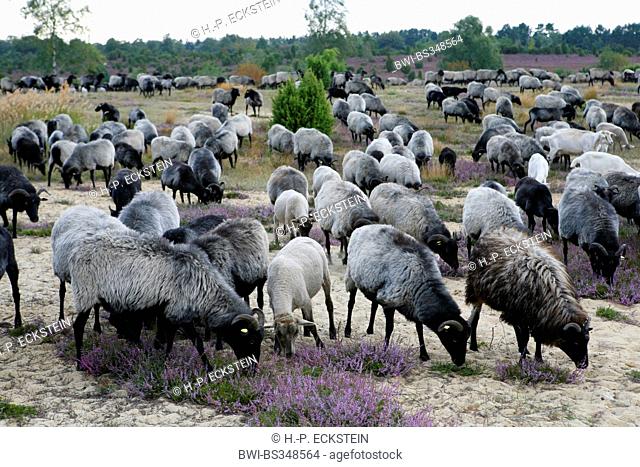 heath sheep (Ovis ammon f. aries), herd of heath sheep at the Lunenburg Heath, Germany, Lower Saxony, Ellerndorf