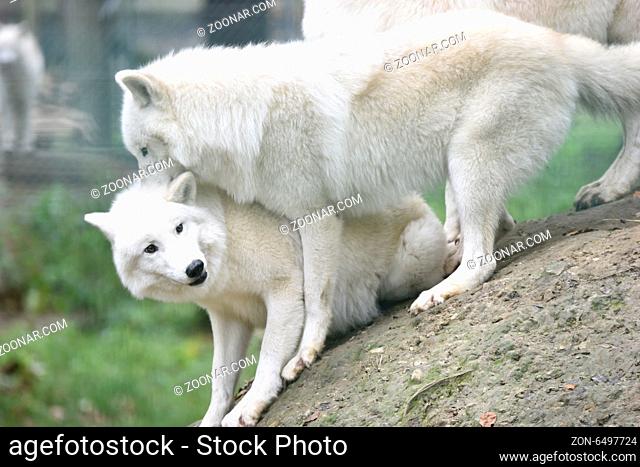 Arctic wolf, Canis lupus arctos, in Hubertusfest