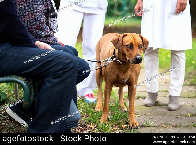 30 September 2020, Bavaria, Munich: Bini, a three-year-old Rhodesian Ridgeback bitch, comes to the small animal clinic of the Munich...