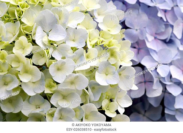 Hortensia blanco - Imágenes y Fotografía de stock | agefotostock