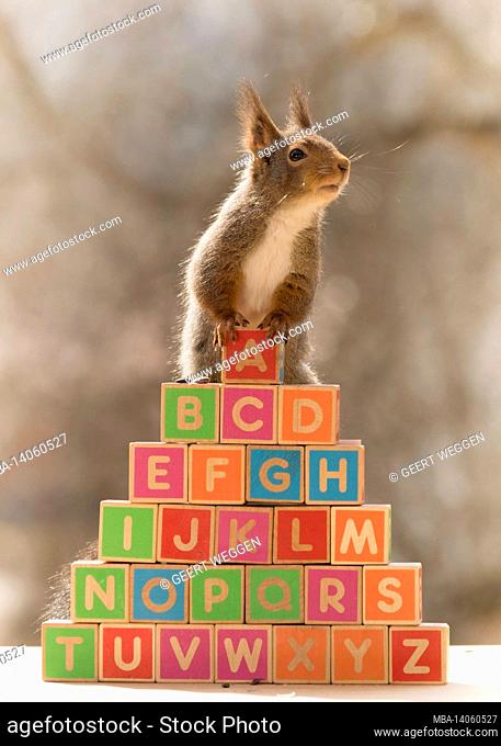 close up of red squirrel standing on wooden blocks with capitals