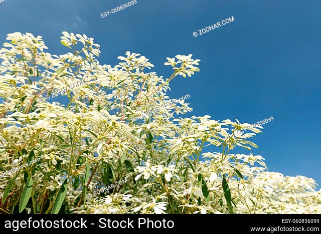 white pascuita flowers, closeup image in the daytime