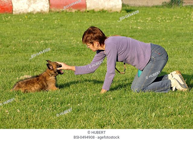 WOMAN WITH ANIMAL Female 9-week-old puppy Belgian Laekenois. Game with her master, the aim is to establish a relation between the master and her dog based on...