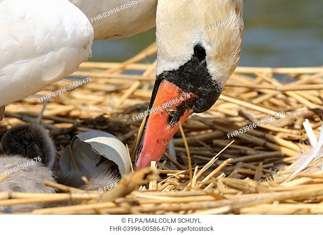 Mute Swan Cygnus olor adult female, helping newly hatched cygnet out of egg in nest, Abbotsbury, Dorset, England