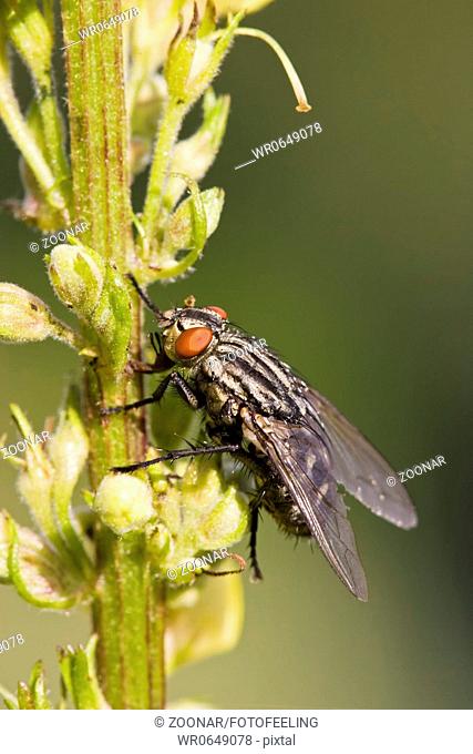 Fleischfliege Sarcophaga oder Sarcophagidae auf einer Pflanze, Flesh-fly on a plant