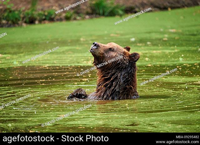 European brown bear, Ursus arctos arctos, wilderness, shore, swim, stand