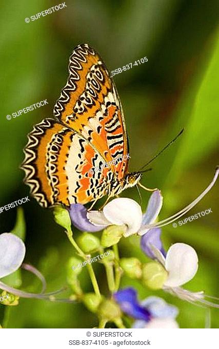 Close-up of a Red Lacewing butterfly Cethosia biblis