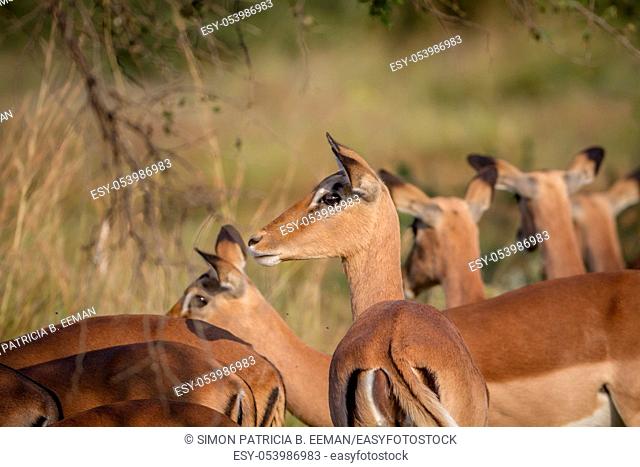 Side profile of a female Impala in a herd in the Pilanesberg National Park, South Africa