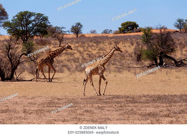 Giraffa camelopardalis in african bush, Kgalagadi Transfrontier Park, Botswana, wildlife