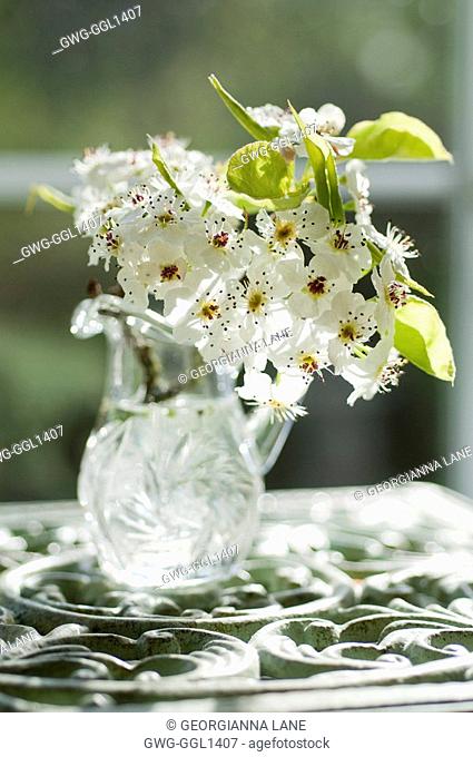 PYRUS CALLERYANA SPRING BLOSSOM IN CRYSTAL PITCHER