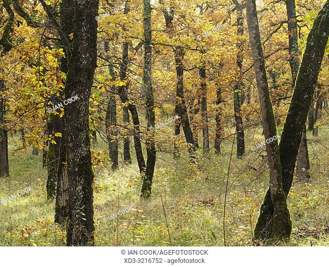 Pendunculate Oak, Quercus robur, grove in autumn west of Tournon dâ. . Agenais, Lot-et-Garonne Department, Nouvelle Aquitaine, France