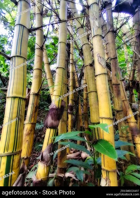 Amazonian rain forest.Bambusa vulgaris, Peruvian jungle. Huanuco department, Perú, South America