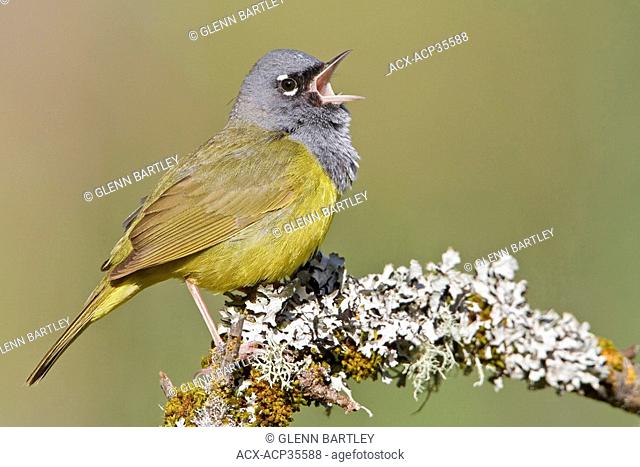 MacGillivray's Warbler Oporornis tolmiei perched on a branch in Victoria, BC, Canada