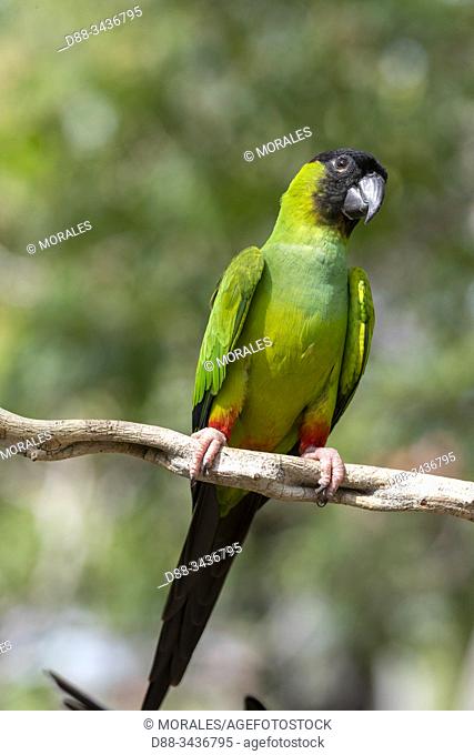 Brazil, Mato Grosso, Pantanal area, Nanday parakeet (Aratinga nenday)