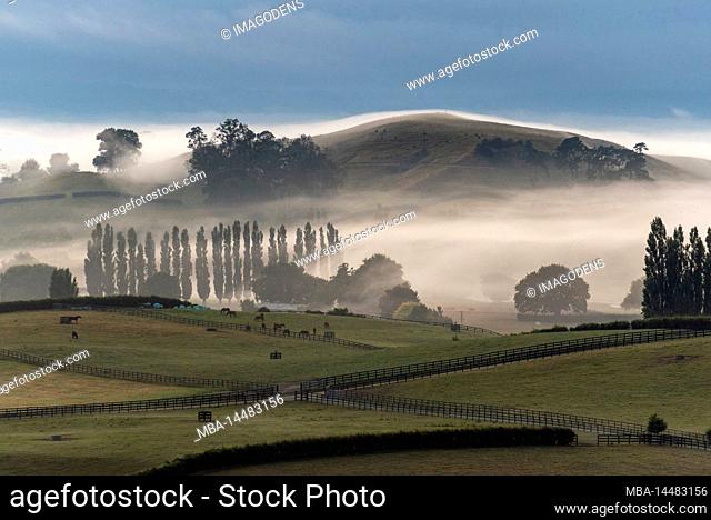 Great pasture landscape in the early morning in Matamata, North Island of New Zealand