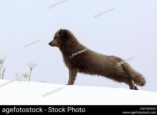 Commanders blue arctic fox that stands on the slope of a snow-covered hill up and stretches