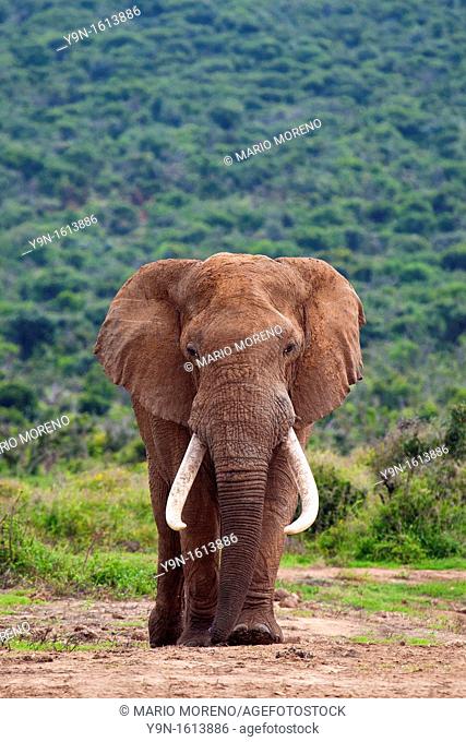 A large Elephant Bull  Loxodonta Africana  captured in Hapoor Dam in Addo Elephant National Park in South Africa
