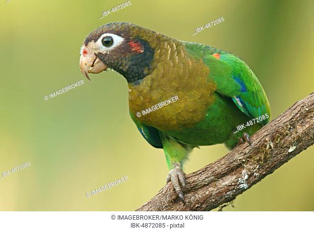 Brown-hooded Parrot (Pyrilia haematotis) sits on branch, Costa Rica, Central America