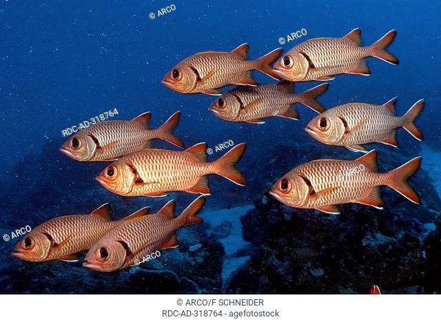 White-edged Soldierfish / Myrioristis murdjan / Pinecone Soldierfish