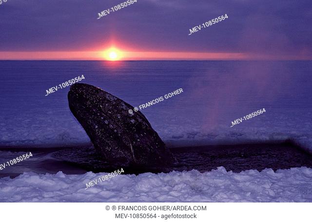 Grey WHALE - trapped in ice, hole cut by people attempting rescue. (Eschrichtius robustus). Barrow, Alaska, October 1988