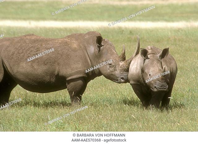 White Rhinoceros with Young (Ceratotherium simum), Lewa Downs, Kenya