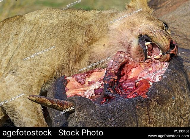 Masai lion or East African lion (Panthera leo nubica syn. Panthera leo massaica) feeding on an African bush elephant (Loxodonta africana) that they have killed
