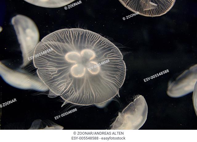 Jellyfish, Aurelia aurita, swimming
