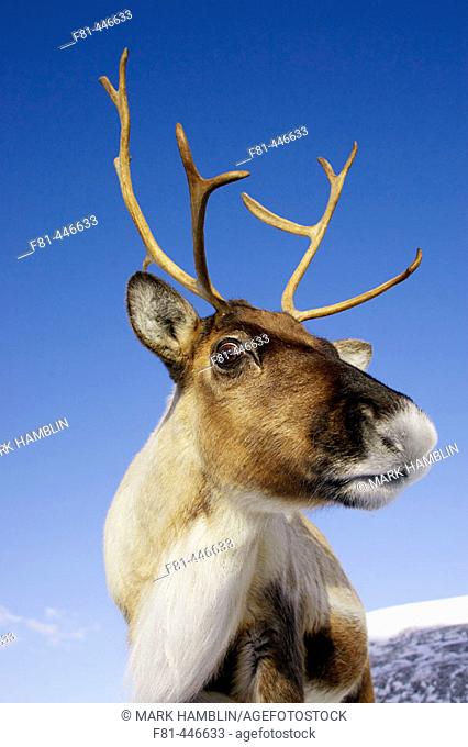 Reindeer (Rangifer tarandus) close-up portrait of female (wide-angle - low viewpoint). Scotland