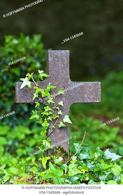 Cross at a graveyard at Muckross Abbey, County Kerry, Ireland, Europe