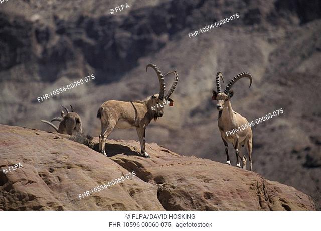 Nubian Ibex Capra nubiana Herd at Wadi Mujib - Jordan