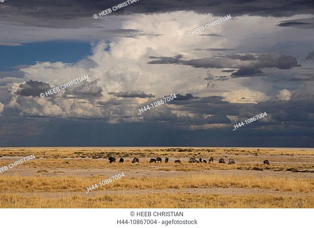 Blue Wildebeest, Connochaetes taurinus, in Etosha Pan, Etosha, National Park, Kunene Region, Namibia, Africa, Travel, Nature