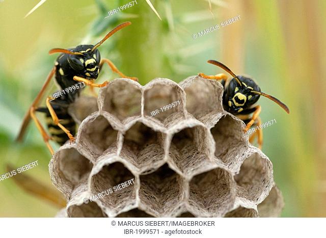 Field wasps (Polistinae) at the nest, Guxhagen, North Hesse, Hesse, Germany, Europe