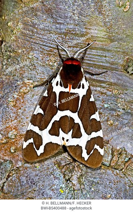 Garden tiger moth, Great tiger moth (Arctia caja), on a tree trunk, Germany