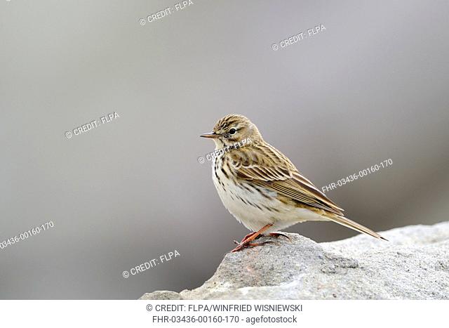 Meadow Pipit (Anthus pratensis) adult, standing on rock, Iceland, May